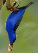 Red-legged Honeycreeper