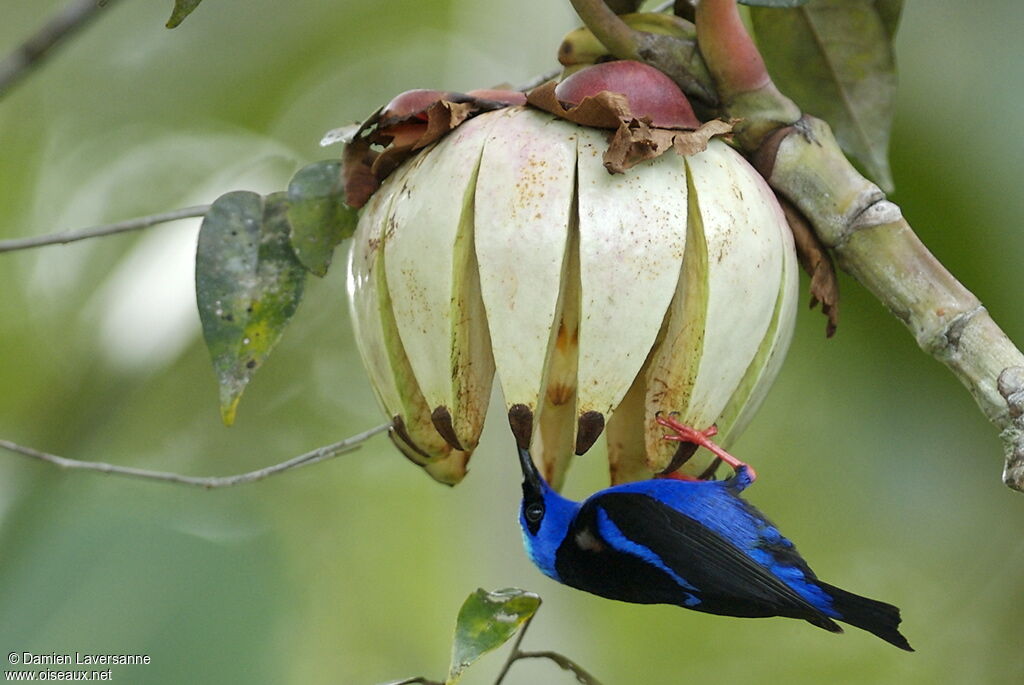 Red-legged Honeycreeper male