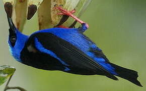 Red-legged Honeycreeper