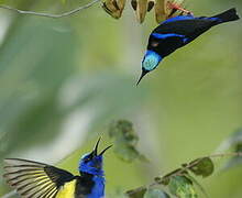 Red-legged Honeycreeper