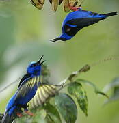 Red-legged Honeycreeper