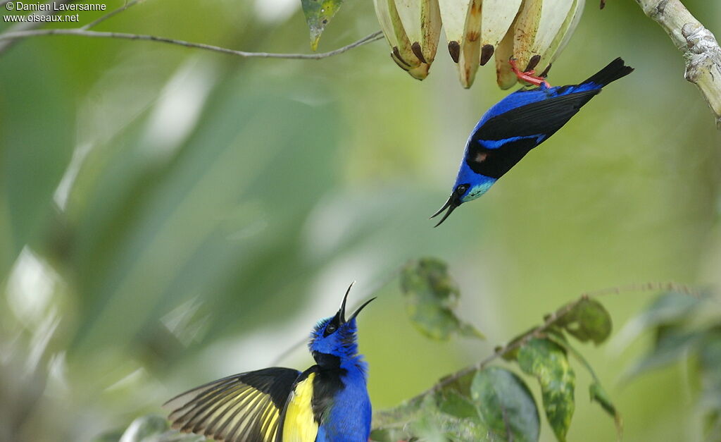 Red-legged Honeycreeper male