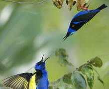 Red-legged Honeycreeper