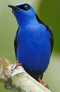 Red-legged Honeycreeper