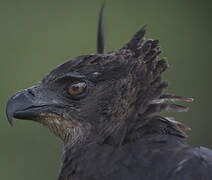 Crested Eagle