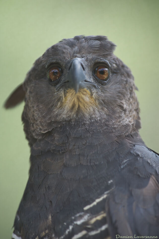 Crested Eagle