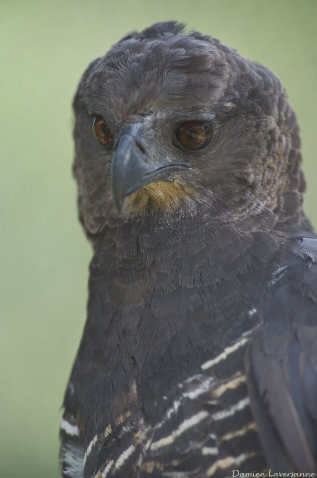 Crested Eagle