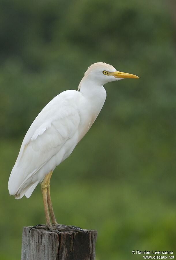 Western Cattle Egret