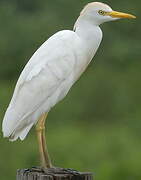 Western Cattle Egret