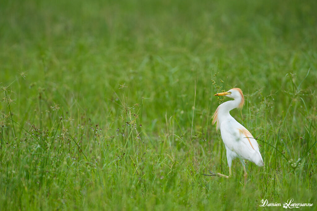 Western Cattle Egret