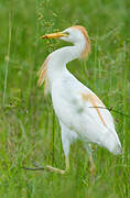 Western Cattle Egret