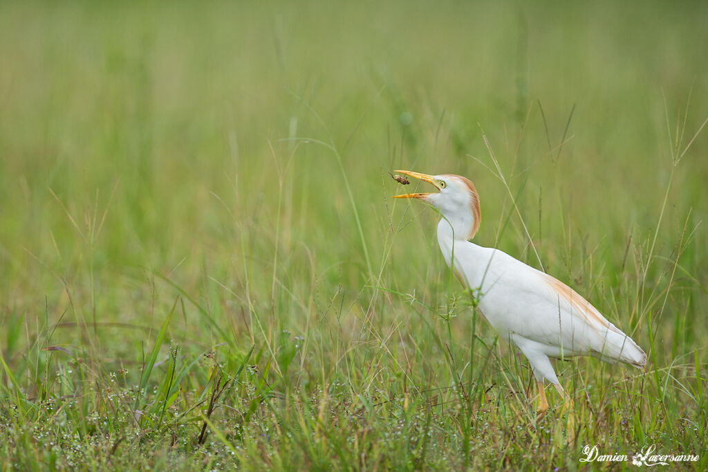 Western Cattle Egret