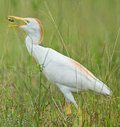 Western Cattle Egret