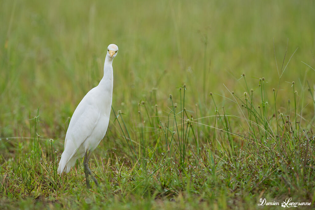 Western Cattle Egret