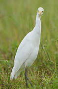 Western Cattle Egret