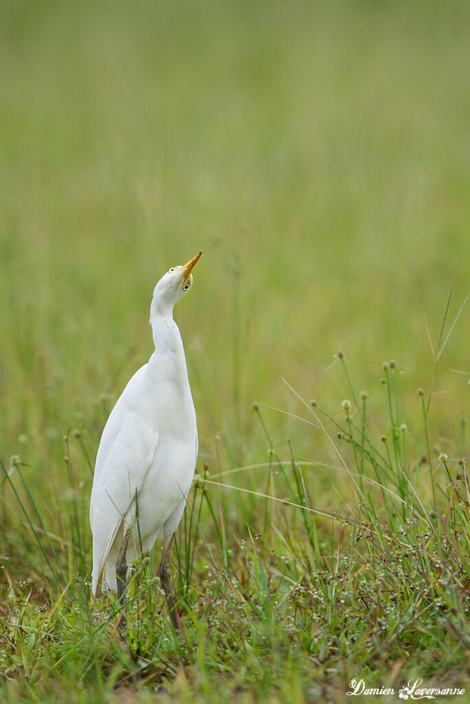 Western Cattle Egret