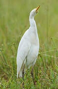 Western Cattle Egret