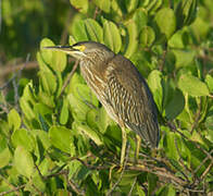 Striated Heron