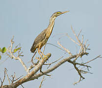 Striated Heron