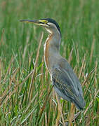 Green Heron