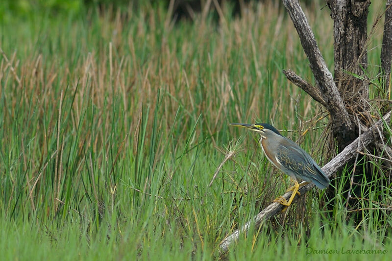 Green Heron