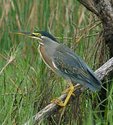 Green Heron