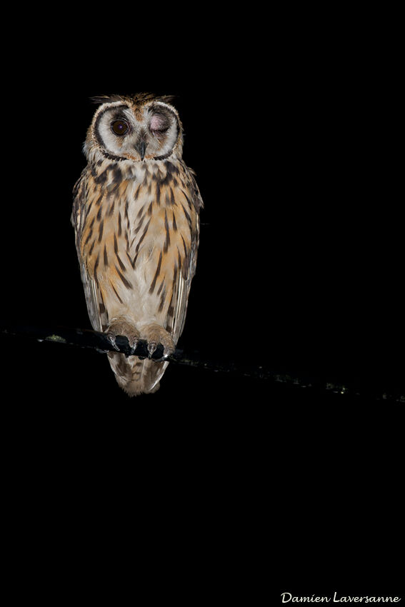 Striped Owl, identification