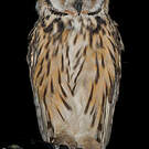 Hibou strié