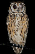 Striped Owl