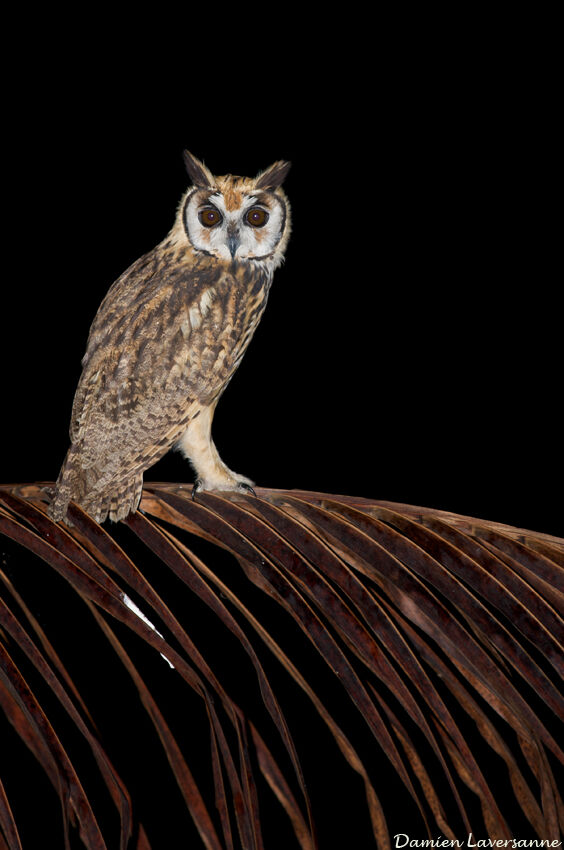 Hibou strié, identification