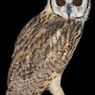 Hibou strié