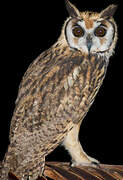 Striped Owl