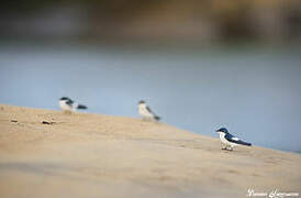 White-winged Swallow