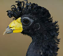 Black Curassow