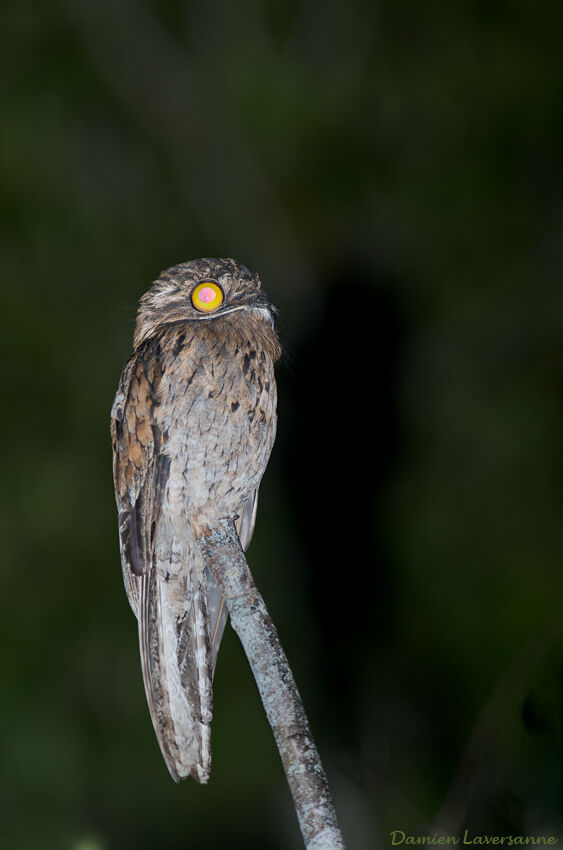 Common Potoo