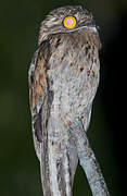 Common Potoo