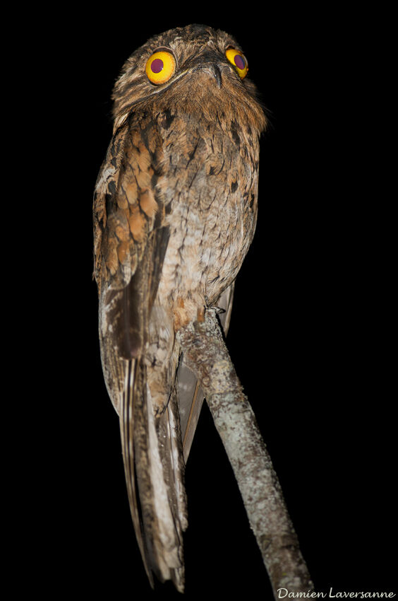 Common Potoo, identification