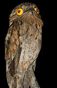 Common Potoo