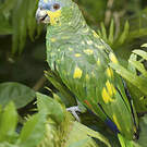 Amazone aourou