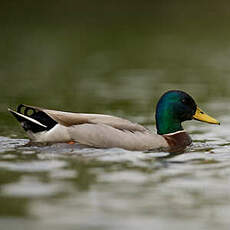 Canard colvert