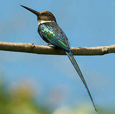 Jacamar à longue queue