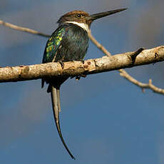 Jacamar à longue queue