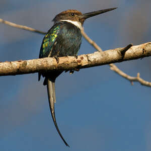 Jacamar à longue queue