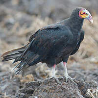 Urubu à tête jaune