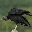 Urubu noir