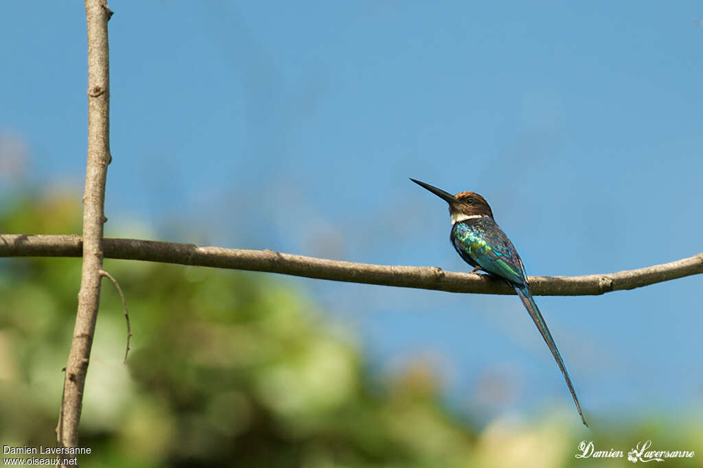 Jacamar à longue queueadulte, identification