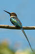 Jacamar à longue queue