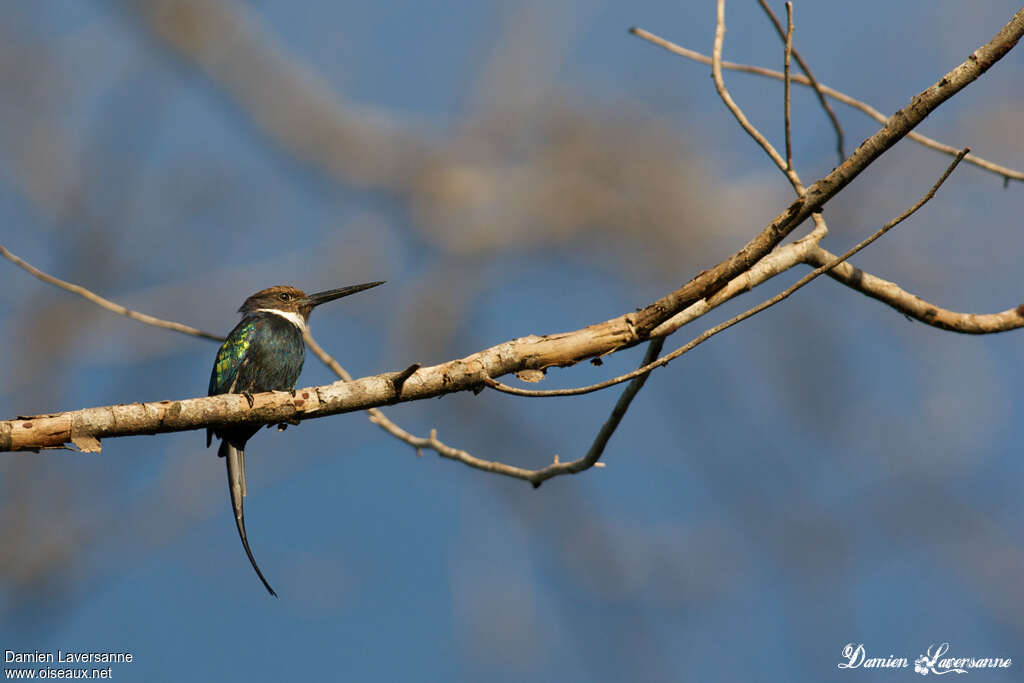 Jacamar à longue queueadulte, identification