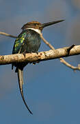 Jacamar à longue queue