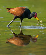 Wattled Jacana